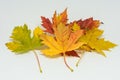 Pile of autumn colored leaves isolated on white background. Yellow Red and colorful foliage colors in the fall season Royalty Free Stock Photo