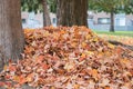 A pile of autumn fallen leaves on the ground near trees in the yard near houses Royalty Free Stock Photo
