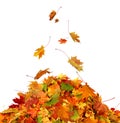 Pile of autumn maple colored leaves isolated