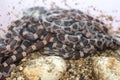 Pile of baby corn snakes recently hatched