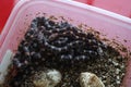 Pile of baby corn snakes recently hatched