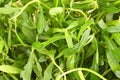 Pile of Bacopa monnieri ,Bitter Leaf, Waterhyssop, Brahmi, Thyme-leafed gratiola, Royalty Free Stock Photo