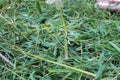 Pile of bamboo grass and stalk clippings Royalty Free Stock Photo