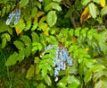 A pile of barberries growing