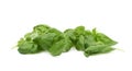 Pile of basil leaves Royalty Free Stock Photo