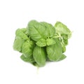 Pile of basil leaves Royalty Free Stock Photo