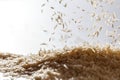 Pile of basmati grain rice with falling seeds