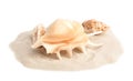 Pile of beach sand with beautiful  and sea shells on white background Royalty Free Stock Photo