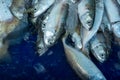 A pile of beautiful small tuna fishes on a counter