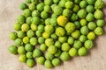 Pile of bergamot (Kaffir Lime) fruit on sackcloth