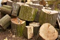 Pile of big hornbeam chopped logs Royalty Free Stock Photo