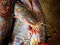 Pile of big magur clarias catfish after farming