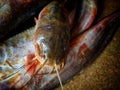 Pile of big magur clarias catfish after farming