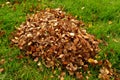 Pile of birch leaf in autumn Royalty Free Stock Photo