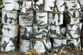 Pile of birch logs