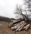 Pile of birch logs