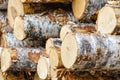 Pile of birch timber logs Royalty Free Stock Photo