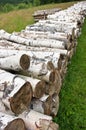 Pile of birch wood