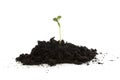 Pile of black garden soil with young plant