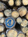 Pile of blue marked trunks of wood