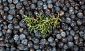 Pile of blueberries with leaves