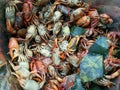 Pile of boiled Salted crab, for Som Tum Thai food