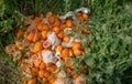 Pile of bright freshly squeezed orange rinds thrown outdoor on g