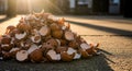 Pile of broken eggshells on ground in warm sunlight, organic waste Royalty Free Stock Photo