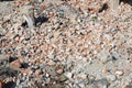 Pile of broken red bricks and fragments of concrete from destroyed building Royalty Free Stock Photo