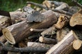 A pile of broken and sawn firewood in the village.