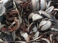 Pile of brown coconut tree bark Royalty Free Stock Photo