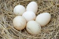 A pile of brown eggs in a nest