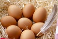 A pile of brown eggs in a nest. fresh chicken eggs with nest, Royalty Free Stock Photo