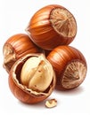 Pile of Brown Hazelnuts with One Broken Open on White Background Royalty Free Stock Photo