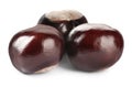 Pile of brown horse chestnuts isolated on white Royalty Free Stock Photo