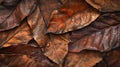 a pile of brown leaves on a black background Royalty Free Stock Photo