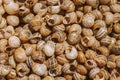 Pile of brown snail shells. Nature closeup colorful abstract background. High quality photo. Empty lifeless snail