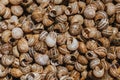 Pile of brown snail shells. Nature closeup colorful abstract background. High quality photo. Empty snail houses