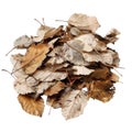 Pile of Brown and White Dried Leaves Against Black Background Royalty Free Stock Photo