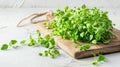 Pile or bunch of microgreen - basilic or dill sprouts, radishes on wooden cutting board, healthy food and vegan diet