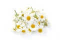 Pile of camomille Royalty Free Stock Photo