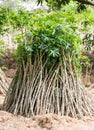 Pile of cassava bulb with cassava tree on ground