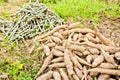 Pile of cassava bulb and cassava trunk