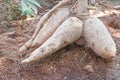 Pile of cassava bulb