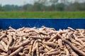 Pile cassava in the pickup truck, cassava for tapioca flour industry, raw yucca tuber in front view