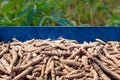 Pile cassava in the pickup truck, cassava for tapioca flour industry, raw yucca tuber in front view