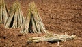 Pile of cassava stem cuttings.