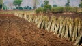 Pile of cassava stem cuttings.