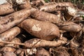 pile cassava for tapioca flour industry raw yucca tuber cassava in top view for background