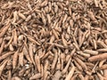Pile of cassava or tapioca root for starch industry Royalty Free Stock Photo